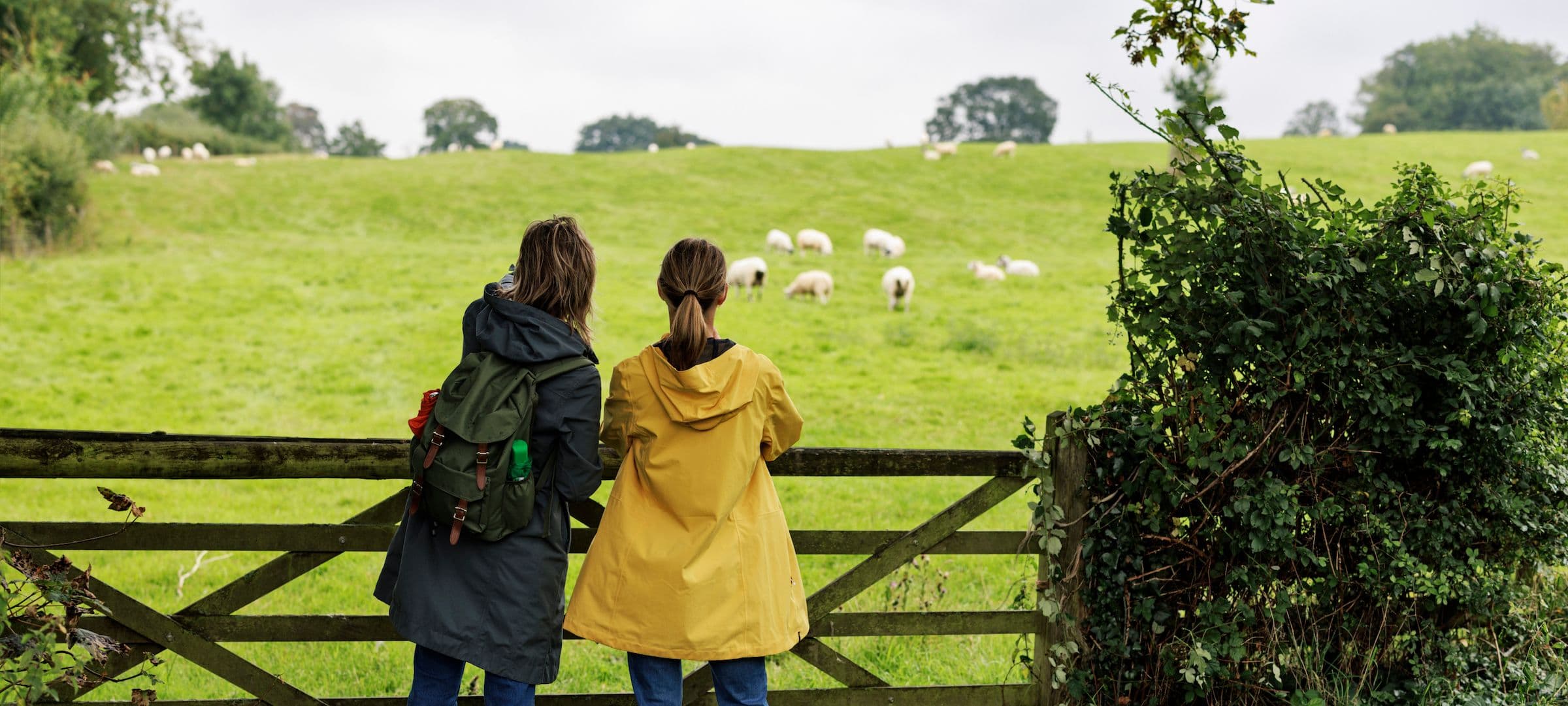 two women gazing at sheep in a lush green field
